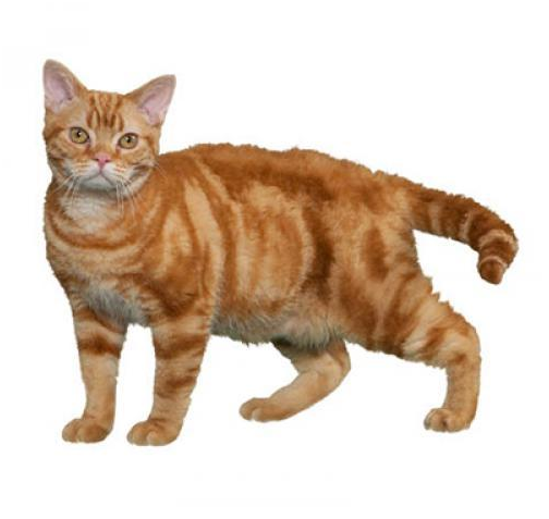 American Wirehair