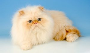 PersianCat