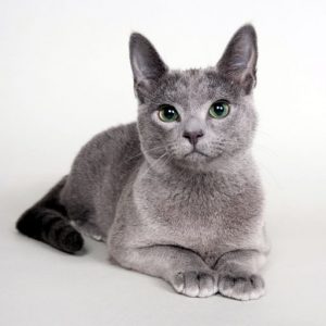 Russian Blue Cat Intelligent, and Affectionate