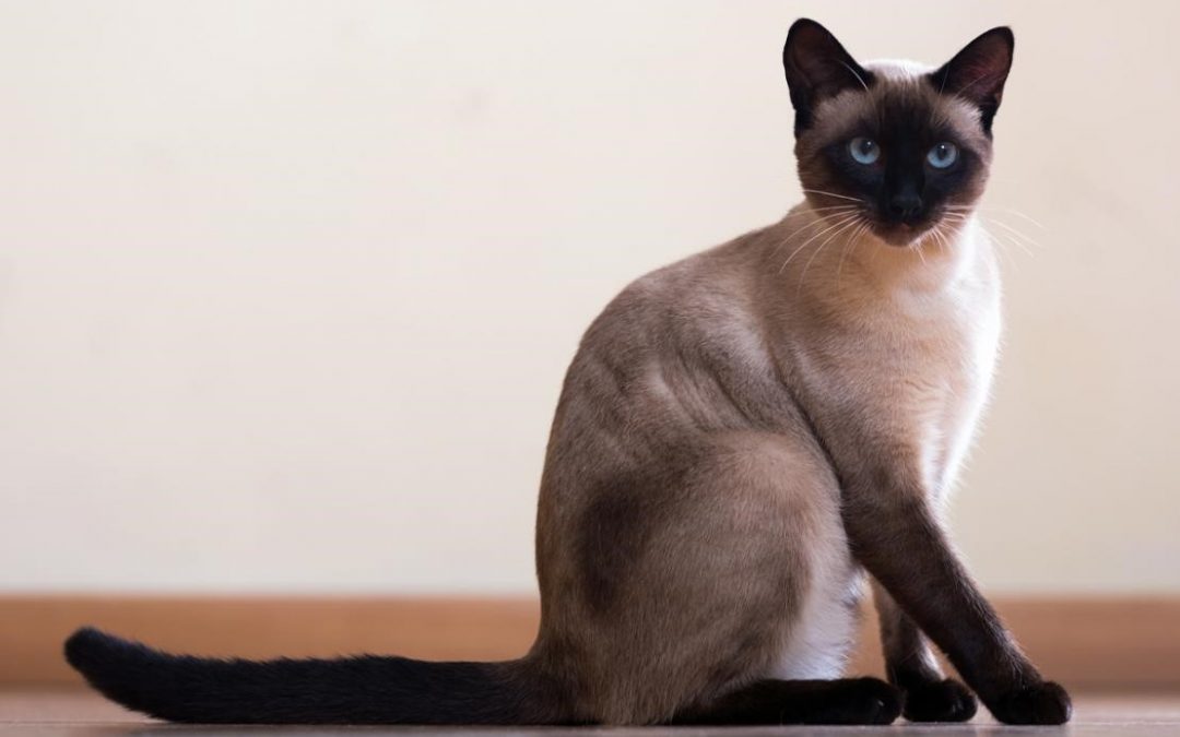 Siamese Cat