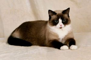 SnowShoeCat