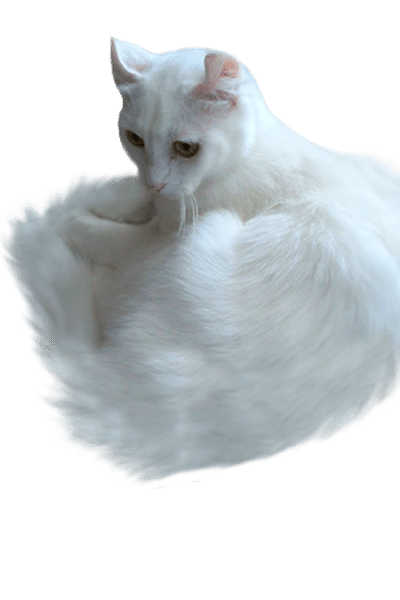 Articcurl Cat