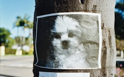 5 Tips To Finding Your Missing/Lost Dog or Cat