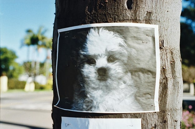 5 Tips To Finding Your Missing/Lost Dog or Cat