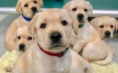 Puppies are Born with ‘Human-Like’ Social Skills ~ Wired to Communicate with People