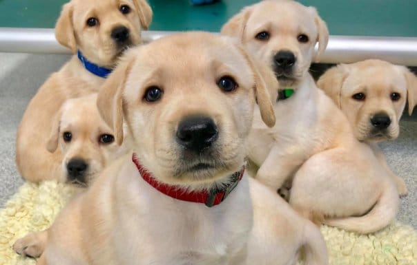 Puppies are Born with ‘Human-Like’ Social Skills ~ Wired to Communicate with People