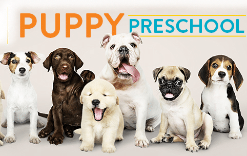 PuppyPreSchoolEdit1 e1636525709781