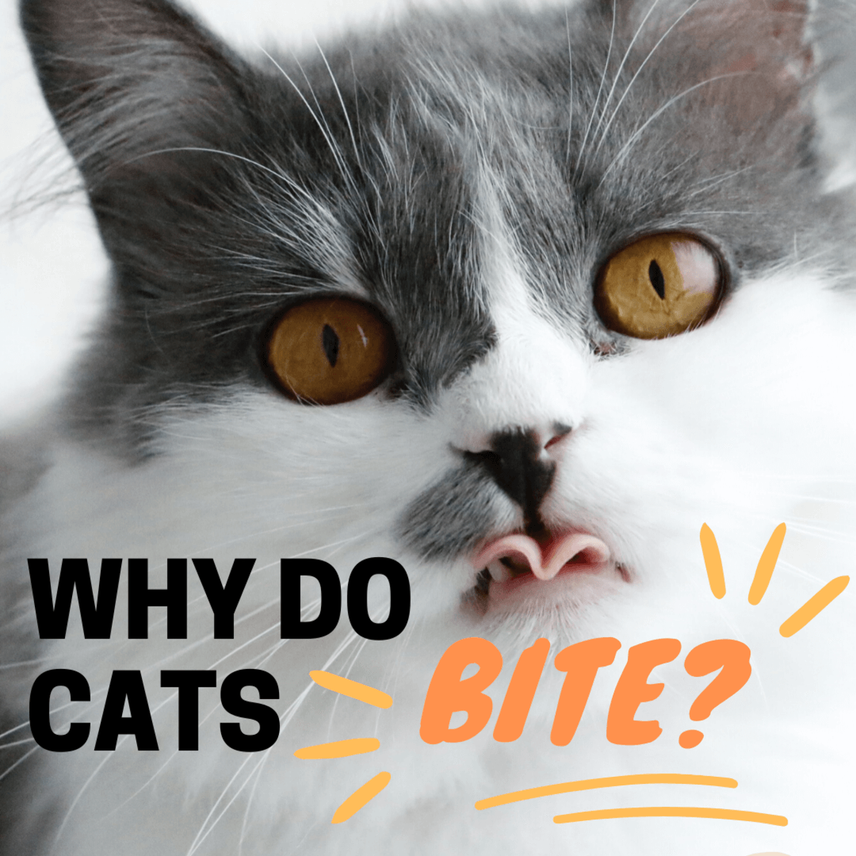 Why Do Cats Bite You?