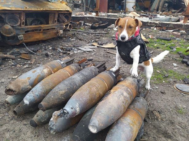 Ukraine Bomb Sniffing Dog