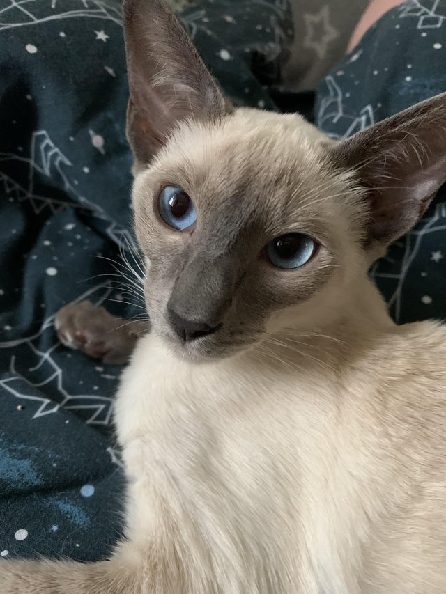 Siamesecat1