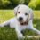 Adoptable Dogs & Cats – Things to Remember Before and After You Introduce A Pet to your family