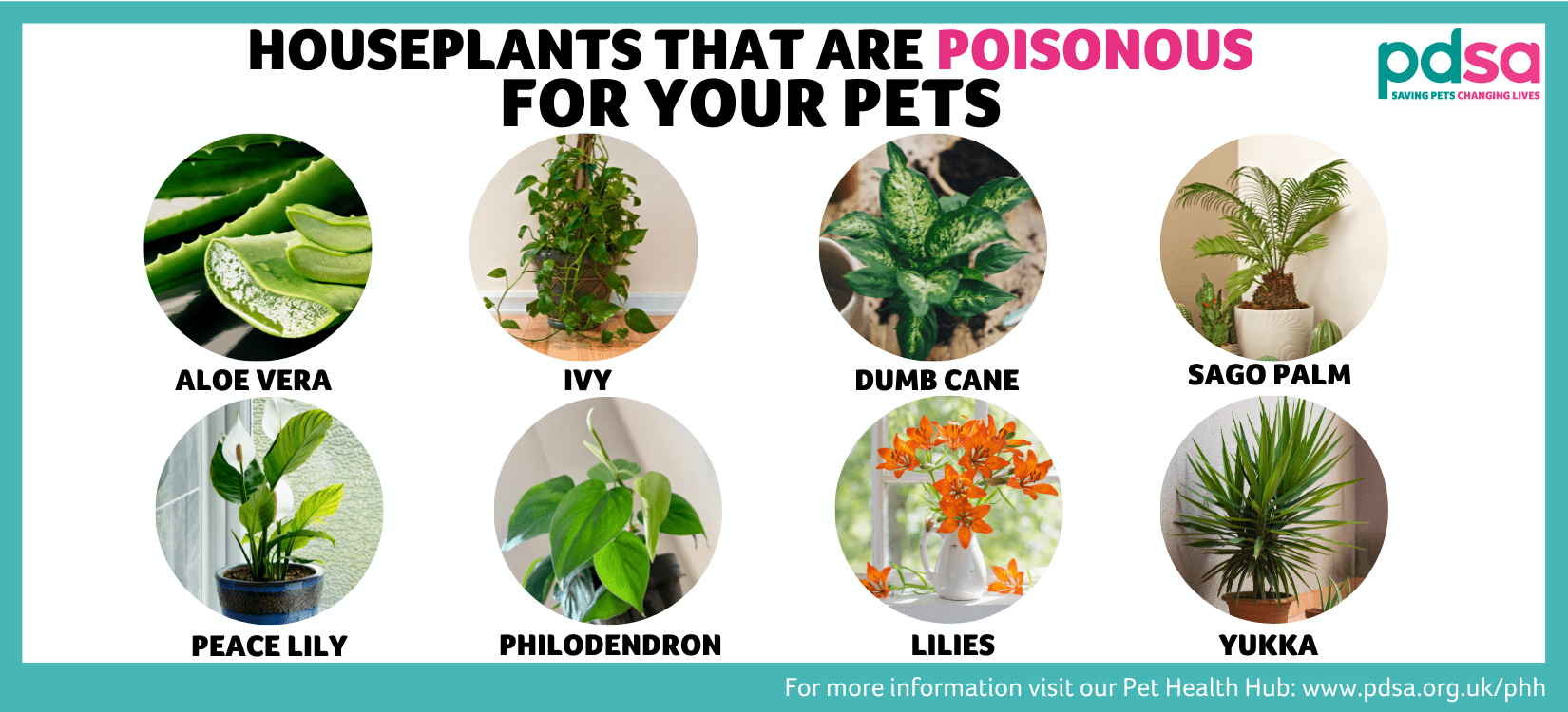 Poisonousplants21