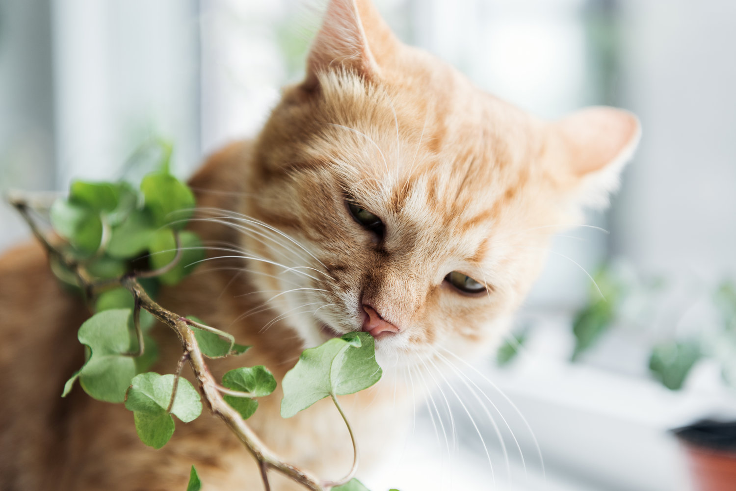 Close Up View Of Cute Red Cat Eating Green Houseplant